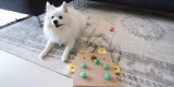 Een game-wisselaar voor ouder wordende honden
