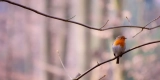 Wat zijn de voordelen van het gebruik van vogelharnassen voor buitenavonturen?